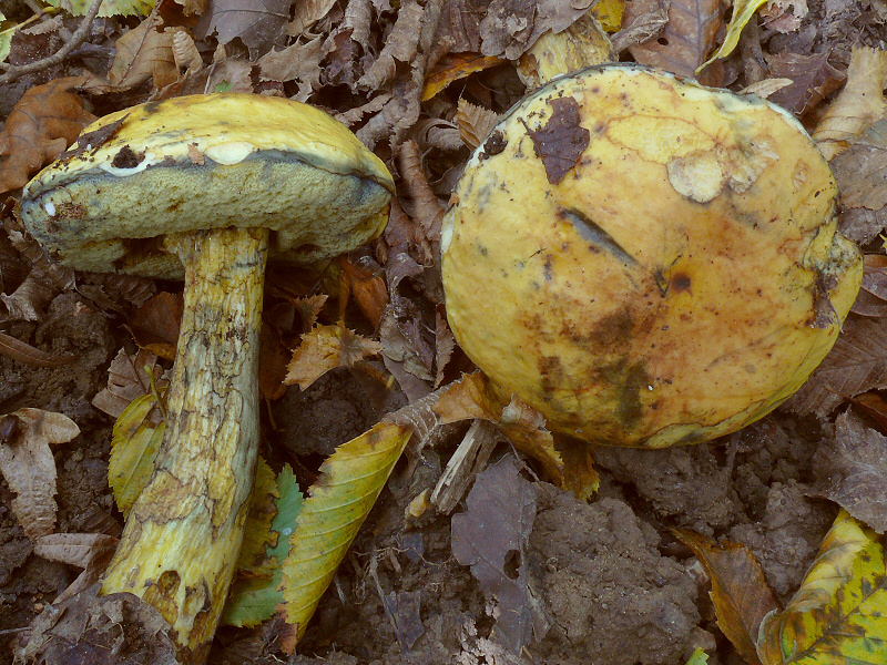 Boletus Junquileus 1
